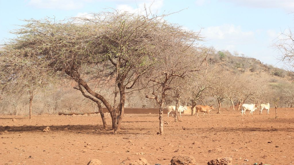 Adaptation at Scale in Semi-Arid Regions