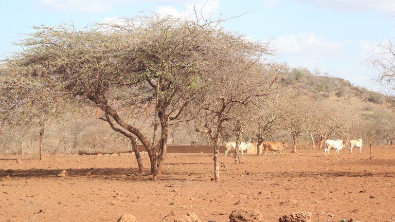 Adaptation at Scale in Semi-Arid Regions
