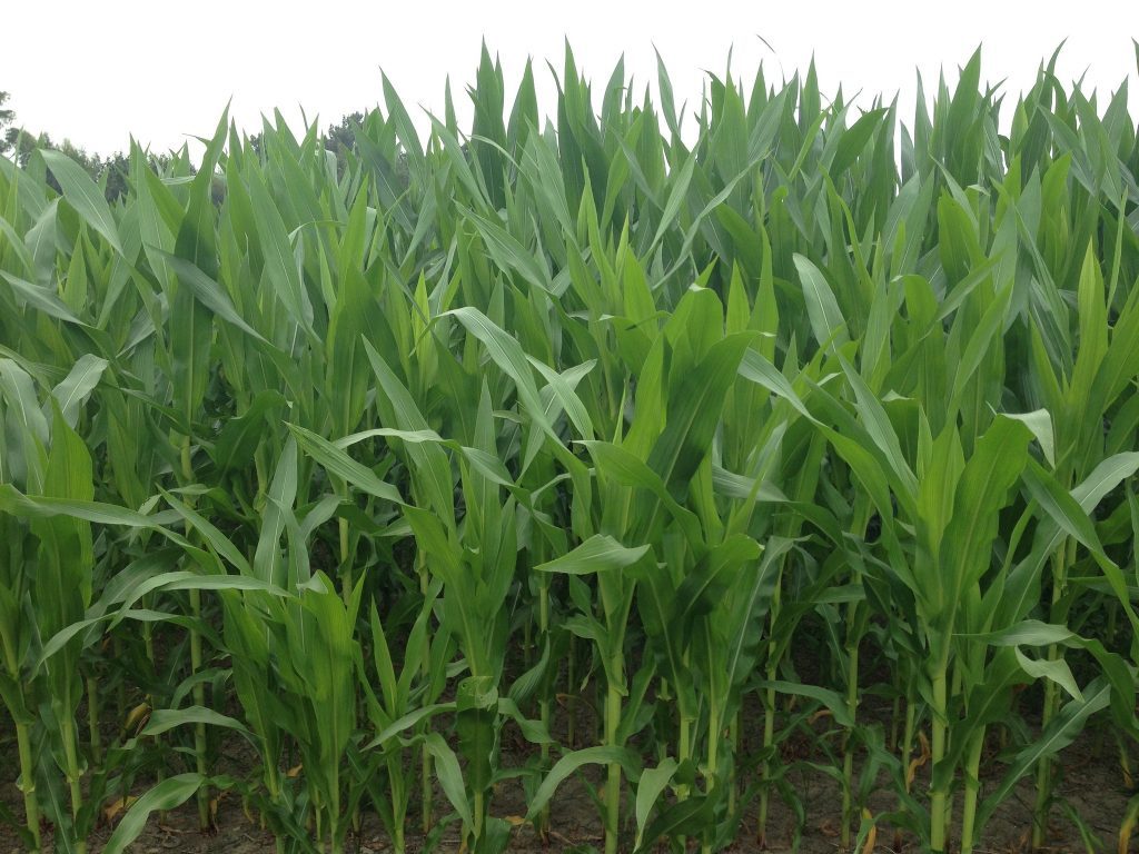 Life cycle assessment of ammonia production from biomass gasification