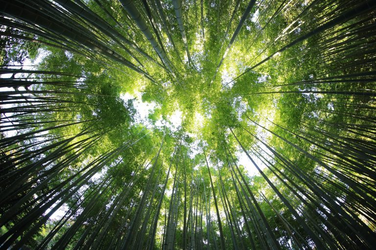 Operationalising REDD+