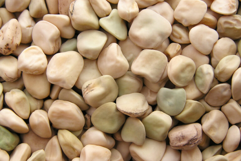 Close-up of a pile of dried lupini beans, showcasing their varied shapes and light cream to greenish colors, highlighting the Ethiopian agricultural tradition amidst the broader challenges posed by climate change.