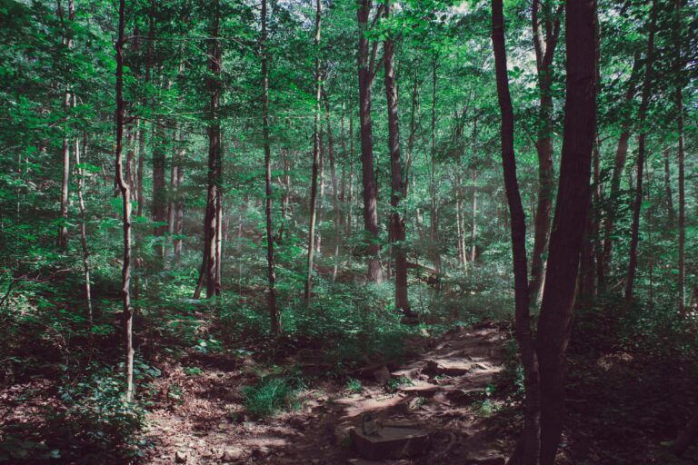 Sunlight filters through the leafy canopy in a dense, green forest, facilitating carbon absorption and illuminating patches of a rugged forest floor.