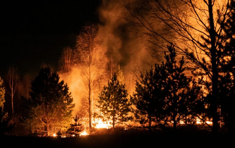 A forest is on fire at night, with flames and smoke rising among the trees, influenced by the increasing riesgo de incendios driven by cambio climático.