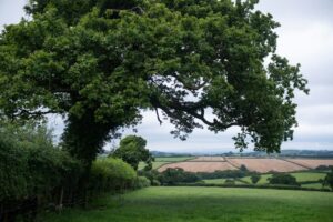 A large tree with sprawling branches stands near a field, overlooking a patchwork of farmland under a cloudy sky.