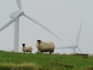 Sheep standing on a grassy hill with wind turbines in the background on a foggy day.