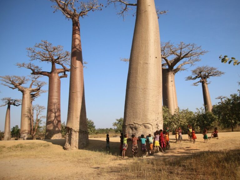 Photo of children gathered around a baobab tree in a small baobab forest.