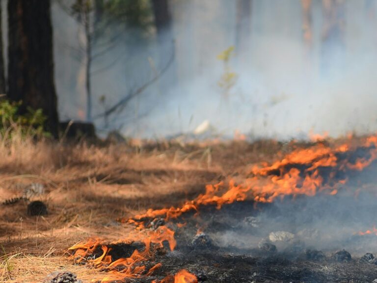 A fire burning in the middle of a forest in Goldendale, WA, United States, with close-up focus of smoke and red embers on the ground, with a couple of tree trunks behind, in the background.