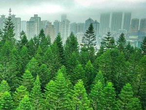 A view of a forest with tall buildings and smog in the background, in China, Fujian, Xiamen, Siming District.