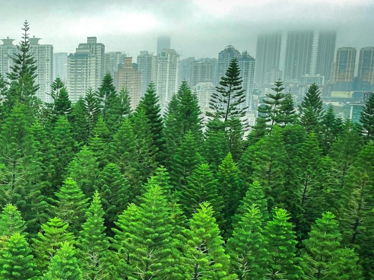 A view of a forest with tall buildings and smog in the background, in China, Fujian, Xiamen, Siming District.