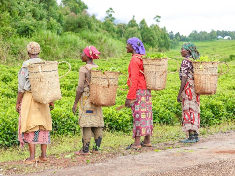Women harvesting tea in Taraba, Nigeria. Photo by Ahmed Abubakar Bature via Pexels