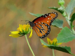 A butterfly resting on a yellow flower.