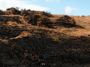 Burnt landscape in Scotland
