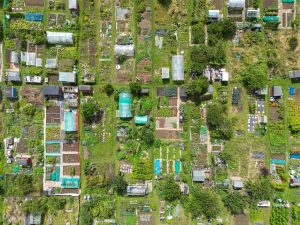 A top-down view of vibrant allotment garden plots in Brighton, UK, showcasing diverse plant growth, and an example of community climate action.