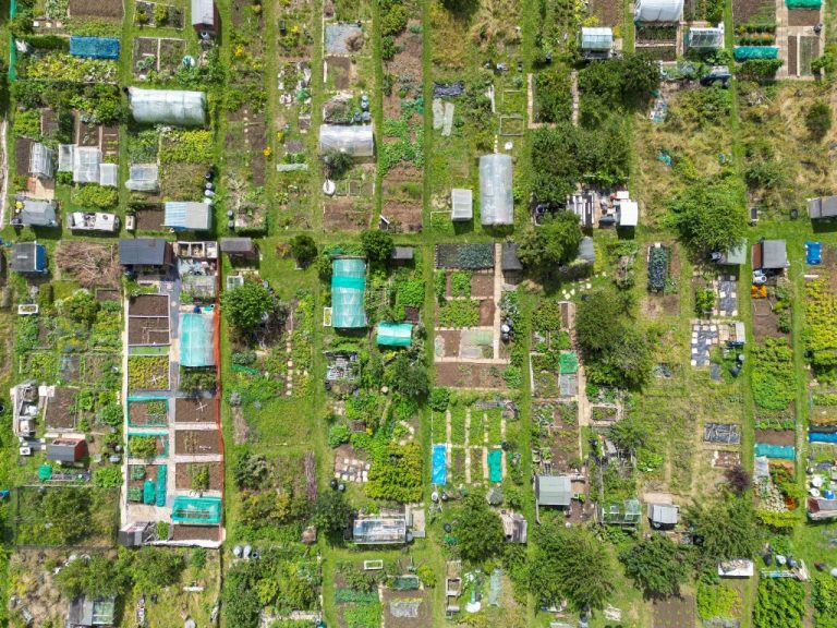 A top-down view of vibrant allotment garden plots in Brighton, UK, showcasing diverse plant growth, and an example of community climate action.