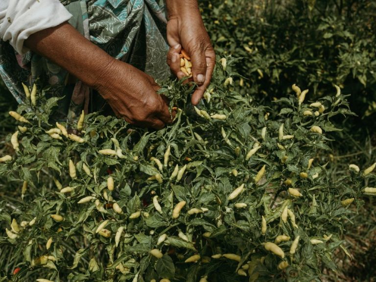 Sustainable food systems and indigenous knowledge: A person in a white shirt picks chillies from a green plant, with the photo zoomed in on their hands.