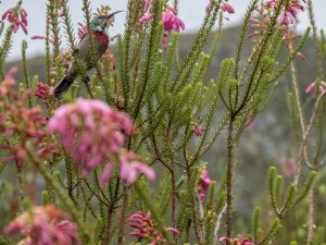 Colourful sunbird perched amid vibrant pink fynbos in Cape Town's natural habitat, South Africa; the Fynbos biome is an important area of climate refugia and biodiversity.