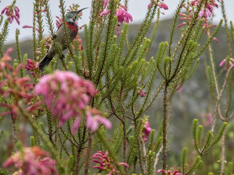 Colourful sunbird perched amid vibrant pink fynbos in Cape Town's natural habitat, South Africa; the Fynbos biome is an important area of climate refugia and biodiversity.