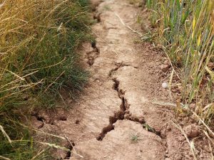 Cracked soil path with dry grass, depicting drought conditions.